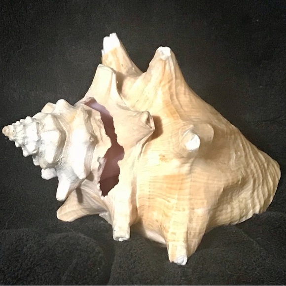 Conch Shell Decor - Picture 2 of 4